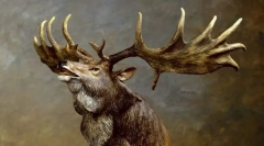 Velký deer